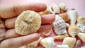 Sea Ã¢â¬â¹Ã¢â¬â¹animal shells like as maolluca and other, this is anature concept